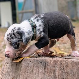 Evergreen - Blue merle male Catahoula Leopard Dog puppy in Huntsville, Arkansas from ArkieHoulas