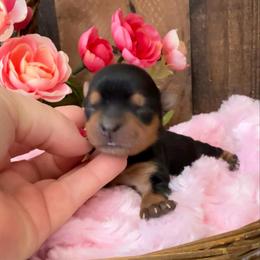 Romeo - Black and tan male Yorkshire Terrier puppy in Howe, Oklahoma from Ray Holder