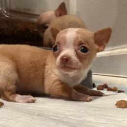 Kayla - Red and white female Chihuahua puppy in Sherwood, Arkansas from Bartelt Breeders