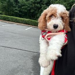 Fabian - Parti male Goldendoodle puppy in Mint Hill, North Carolina from DoodleForever