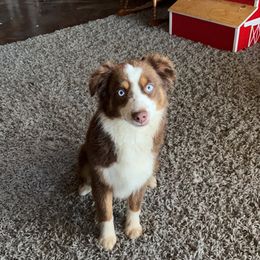 Moxie - Toy Australian Shepherd