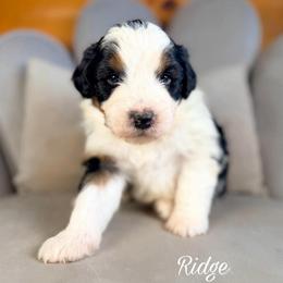 Ridge - Black tri-color male Aussiedoodle puppy in Chattanooga, Tennessee from Remedy Ranch Aussiedoodles