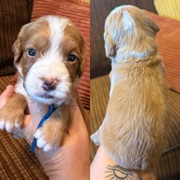 Blue collar - Red male English Cocker Spaniel puppy in Millen, Georgia from Pine Hill Kennels