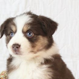 Miniature Australian Shepherds from Chestnut's Puppies