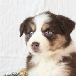 Miniature Australian Shepherds from Chestnut's Puppies