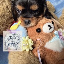 Cavalier King Charles Spaniel and Cavapoo Puppies from Unicorn Tears and Cavaliers