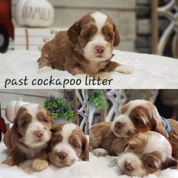 Cockapoo puppies from Robbin's Treasures