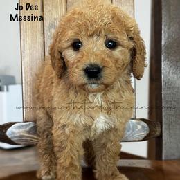 Jo Dee Messina - Apricot female Goldendoodle puppy in Lancaster, Minnesota from North Star Dog Training