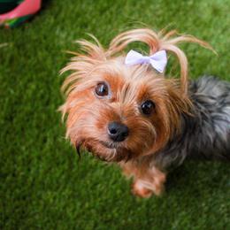 Luna - Yorkshire Terrier