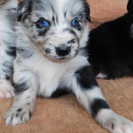 Australian Shepherd Puppies from Wagon Wheel Aussies