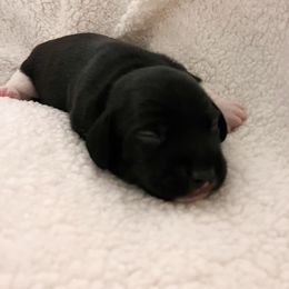 Boy 1 - Piebald male Dachshund puppy in Tennessee from Garage Door Kennels