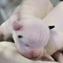 Rolo (White, Ear Patch) - White male American Bulldog puppy in Three Rivers, Michigan from Jemms Kennels