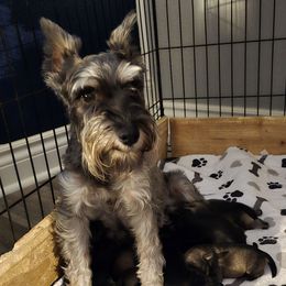 Freya - Miniature Schnauzer