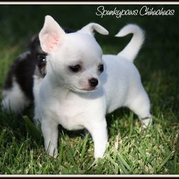 Chihuahua Puppies from Spunkypaws Chihuahuas