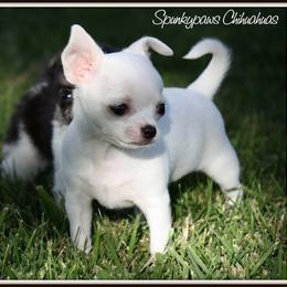Chihuahua Puppies from Spunkypaws Chihuahuas