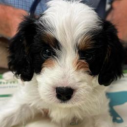 Red Boy - Tri-color male Cavapoo puppy in Travelers Rest, South Carolina from Bailey Mountain Doodles