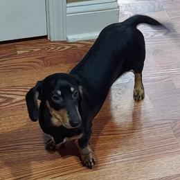 Freya - Dachshund