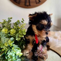 Garnet - Black and tan male Yorkshire Terrier puppy in Pittsburg, California from Crystal Garden Yorkies