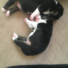 Australian Shepherd and Collie Puppies from Nicara kennel