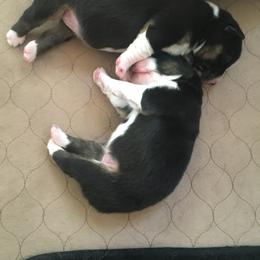 Australian Shepherd and Collie Puppies from Nicara kennel