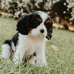 Cavalier King Charles Spaniel Puppies from Cavalier & Co.