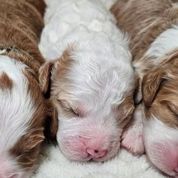 Chili - Red male Bernedoodle puppy in Granton, Wisconsin from Rose River Farms