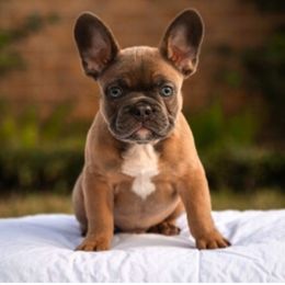 French Bulldog Puppies from Kring French Bulldogs