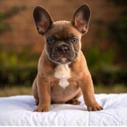 French Bulldog Puppies from Kring French Bulldogs