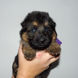 German Shepherd Puppies from 501 Shepherds