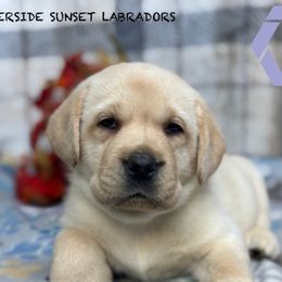 Purple collar - Yellow female Labrador Retriever puppy in Beaverdam, Virginia from Riverside Sunset Labrador Retrievers