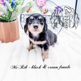 McRib - Black and cream female Dachshund puppy in Prairieville, Louisiana from Southern Barron Danes & Dachshunds