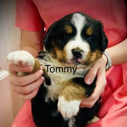 Tommy OFA - Black rust and white male Bernese Mountain Dog puppy in Strasburg, Ohio from Lois Allison