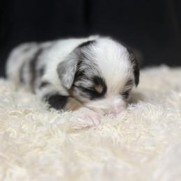 Miniature Australian Shepherd Puppies from Peace Creek Aussies