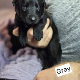 Grey Collar Male - Gold brindle male Dutch Shepherd puppy in Dallas, Georgia from Bluestone Creek Dutch Shepherds