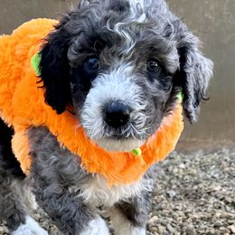 Boy 4 - Blue merle Bernedoodle puppy in Macon County, North Carolina from Mountain Doodles