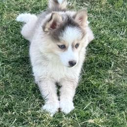 Jellybean - Silver and white male Pomsky puppy in Gunter, Texas from The Painted Pomsky