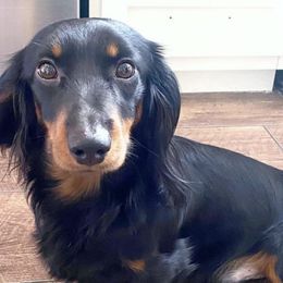 Beau - Dachshund