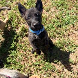 Blue - Gold brindle male Dutch Shepherd puppy in Wheatland, Wyoming from Mill Iron Dutch Shepherds
