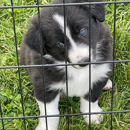 Ray - Tri-color male Border Collie puppy in Grover Hill, Ohio from Heritage Border Collies