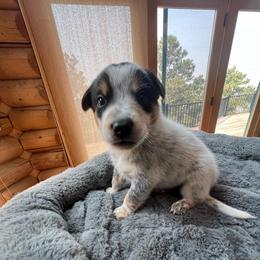 Steven - Red speckled male Australian Cattle Dog puppy in Reed Point, Montana from Heelers and Highlands