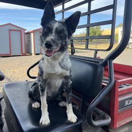 Boy 3 - White and blue merle male Border Collie puppy in Oroville, California from Coalcyn Kennels