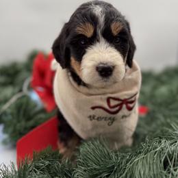 Acadia - Tri-color female Bernedoodle puppy in Ocala, Florida from Bernedoodles of Florida