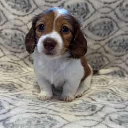 Summer - Piebald female Dachshund puppy in Franklin, Georgia from MK Minidox