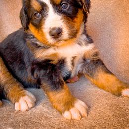 Bernedoodle, Bernese Mountain Dog, and Siberian Husky Puppies from Timberline Paws