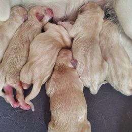 Labrador Retriever puppies from Leanna's Labradors