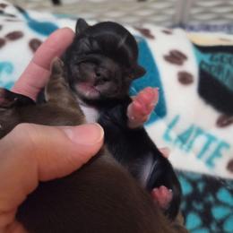 Wolfie - Black male Shih Tzu puppy in Richmond, Texas from Aleka Shih Tzu