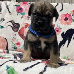 Dark Exceptional Solid Male - Brown male Boerboel puppy in Mansfield, Texas from Dynasty Blue Ridge Boerboel