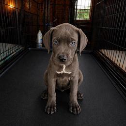 Bonnie - Gray female Cane Corso puppy in Haslet, Texas from Trained To Go Corso Kennels (T.T.G. Corso Kennels)