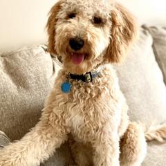 Goldendoodles and Poodles from Doodles on the Creek
