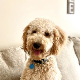 Goldendoodles and Poodles from Doodles on the Creek